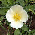 thumbnail image 2 of Eschscholzia Drought Tolerant White California Poppy Flower Seed - 1 LB, 2 of 3