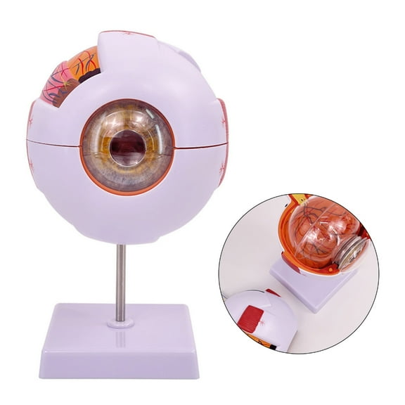6X Eyeball Anatomy Model Removable Eye Anatomy Teaching Tool Human Organs Model