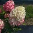 thumbnail image 2 of Quick Fire Fab® Panicle Hydrangea, 2 of 10