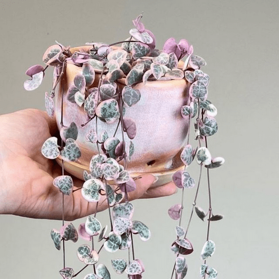 Variegated String of Heart Live Plant 4'' Pot, String of Heart Succulent Houseplants