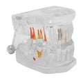 thumbnail image 1 of Modelo de dientes de laboratorios dentales, estudio dental Dientes transparentes Modelo de dientes de aprendizaje Modelo de dientes transparentes Rendimiento de alta gama, 1 of 8
