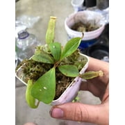 Nepenthes (maxima "miniature" x "Miranda") x clipeata SG Carnivorous Plant