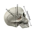 thumbnail image 3 of Halloween Skeleton Skull Head Statue - Realistic Human Skull Figurine for Decor, White Skull for Tabletop, Garden, Yard, and Outdoor Halloween Party Decoration (Various Sizes), 3 of 7
