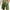 Army Green, variant on Yaoyar Men's Casual Solid Color Shorts Lightweight Elastic Waist Walking Shorts with Pockets