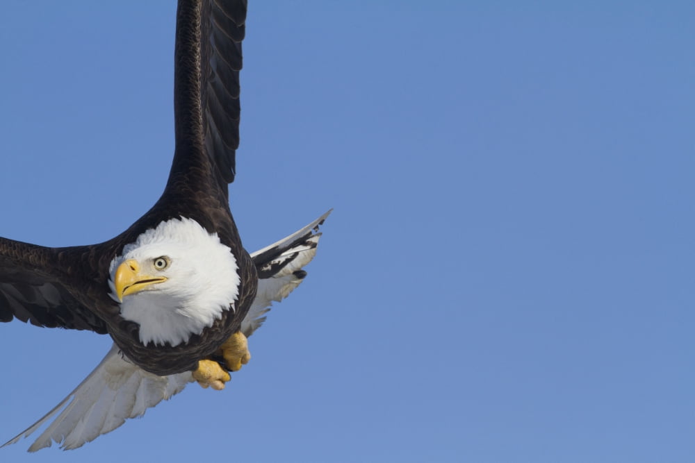 Bald Eagle In The S