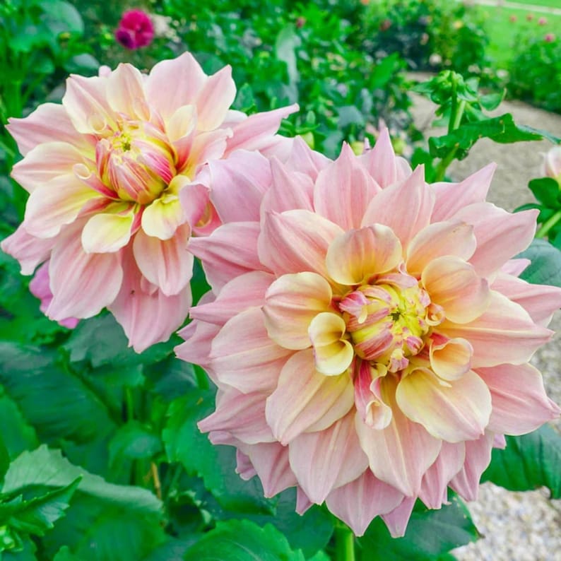 40 Seeds Dinnerplate Break Out Dahlia Seeds Pollinator Friendly Heirloom Flower Seeds Mix for Garden Blooms