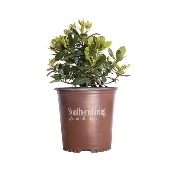 Southern Living Clean Sweep Snowbank Indian Hawthorne Live Shrub in 2-Gallon Grower Pot