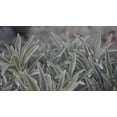 thumbnail image 2 of White Sage Seeds to Grow - 100 Seeds - Indoor Outdoor Herb Sage, 2 of 3