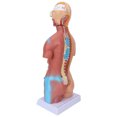 thumbnail image 4 of Human Torso Model, Educational Removable Body Model 17.7in Fine Details  For Hospital For School, 4 of 8