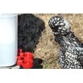 RentACoop 5 Gallon/ 4 Automatic Chicken Waterer with Chicken Nipple