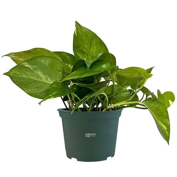 Nature's Way Farms Pothos Golden Live Plant (8-15 inches tall) in growers pot