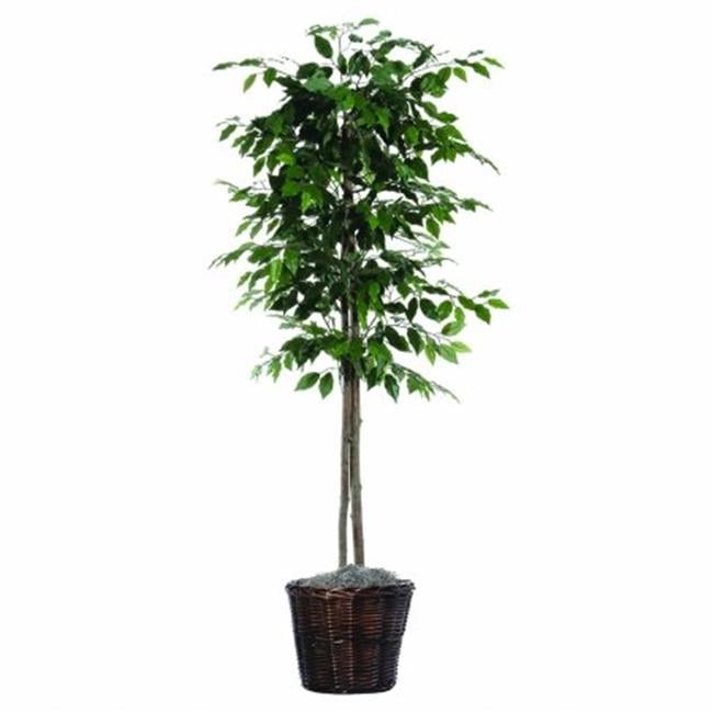 6 ft. Ficus tree - Walmart.com