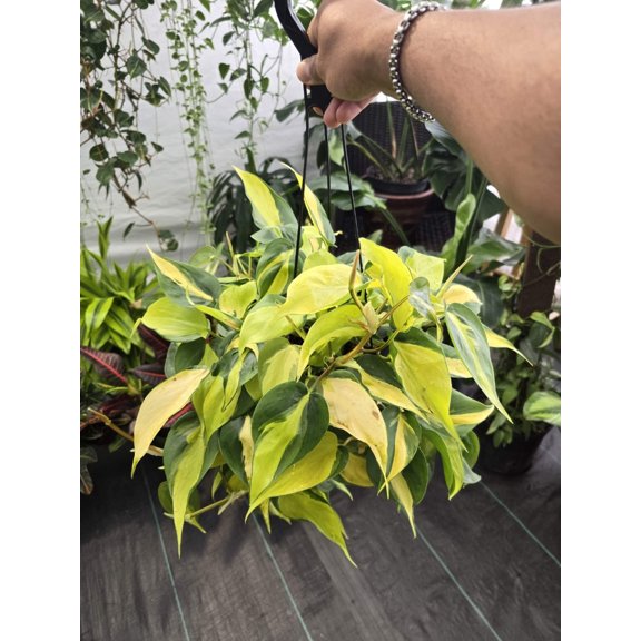 6 inch Pot -Philodendron hederaceum Brasil, Rare Variety - Hanging pot- Get similar to the picture