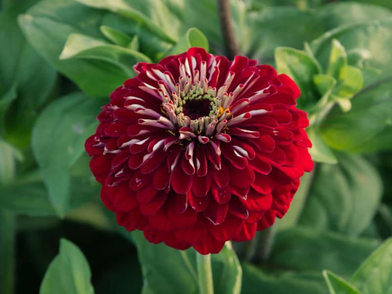 30 Seeds - Benary's Giant Deep Red Zinnia Seeds - Flower Seeds for Planting - Zinnia Mix
