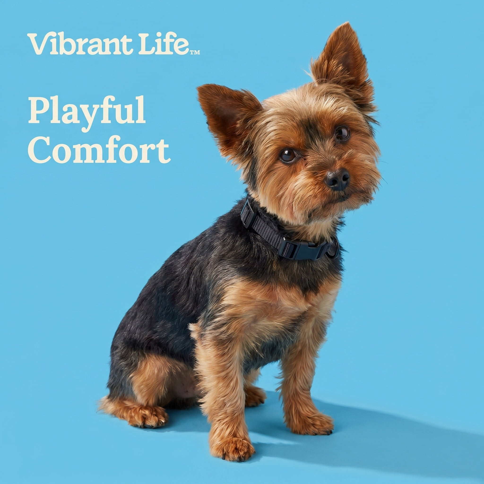 Vibrant Life Solid Polyester Adjustable Dog Collar, Black, X-Small