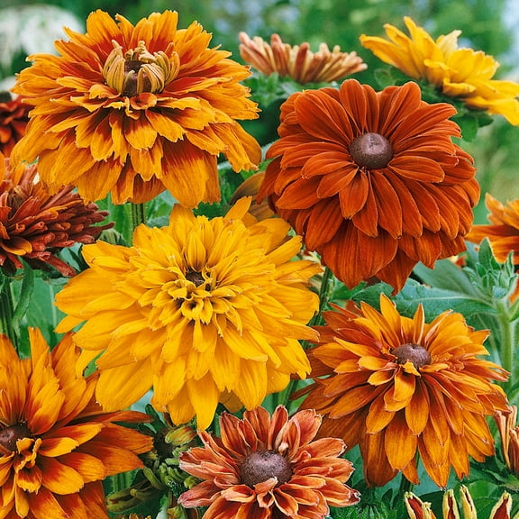 Rudbeckia Hirta Cherokee Sunset Garden Drought Tolerant Garden Flower Plant Seeds - 200 Seeds