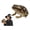Green, variant on Realistic Giant Black Witch Toad Halloween Prop 10” Latex Frog Statue for Haunted Indoor Outdoor Decor Creepy Garden Ornament Shelf Accent Gag Gift Spooky Decoration