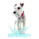 thumbnail image 4 of Petit Collar Para Perro Grande Resistente Al Agua Color Rojo, 4 of 5