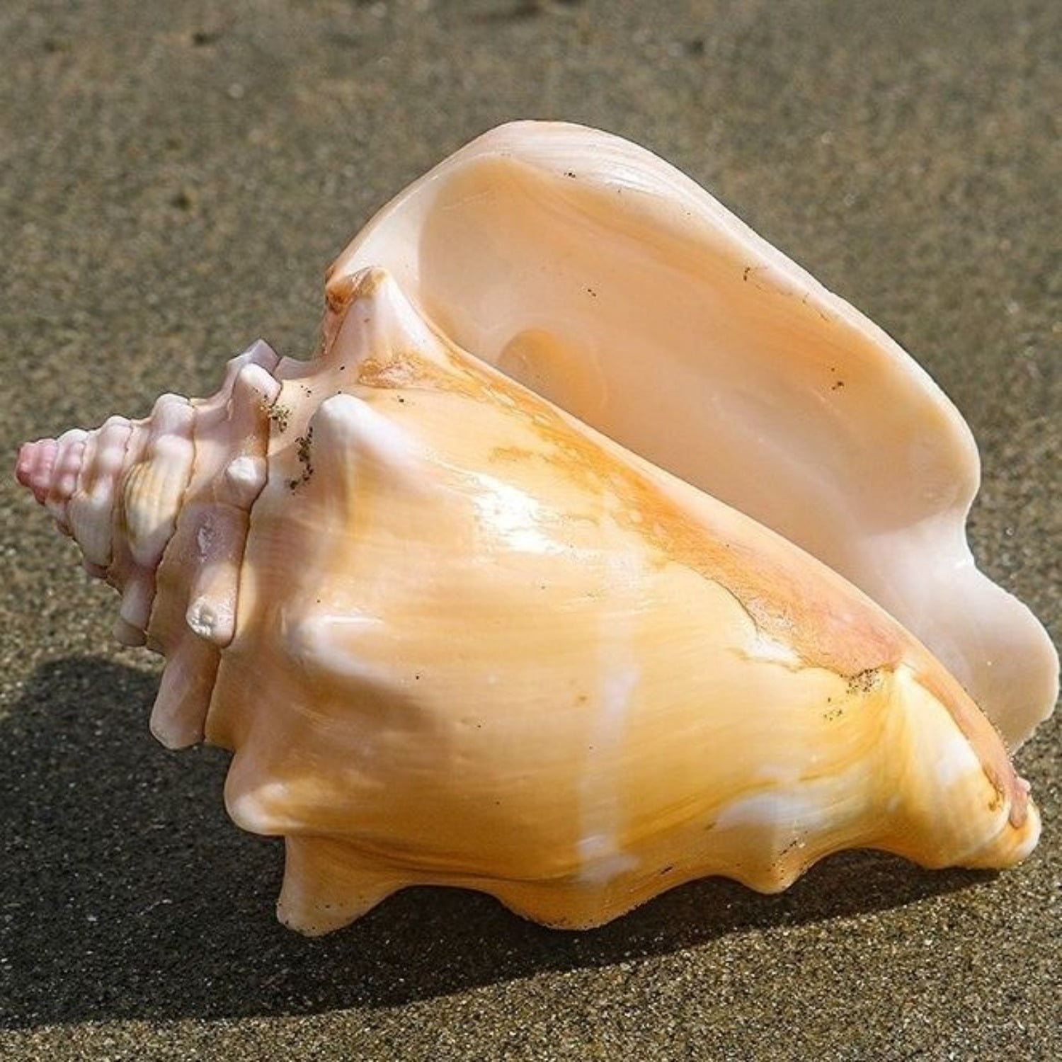 Pink Conch Shell Large 9 to 10cm Natural Sea Shell Aquarium Decor Coastal Ornament Handmade Gift Display