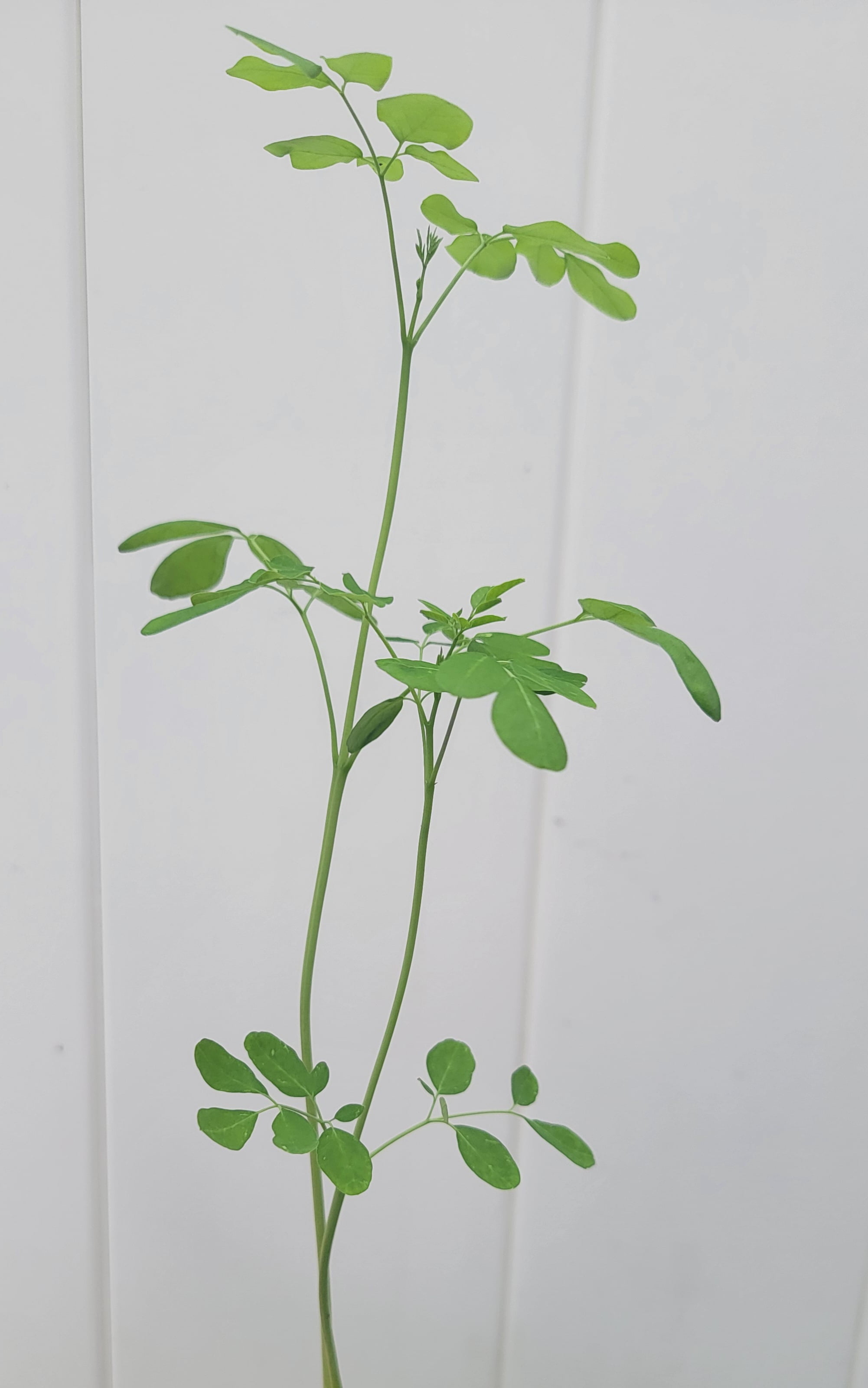 2 Live Moringa Tree Seedlings 1 Foot Tall Moringa Oleifera Plants Miracle Tree Drumstick Tree Malunggay Edible Superfood Trees for Planting