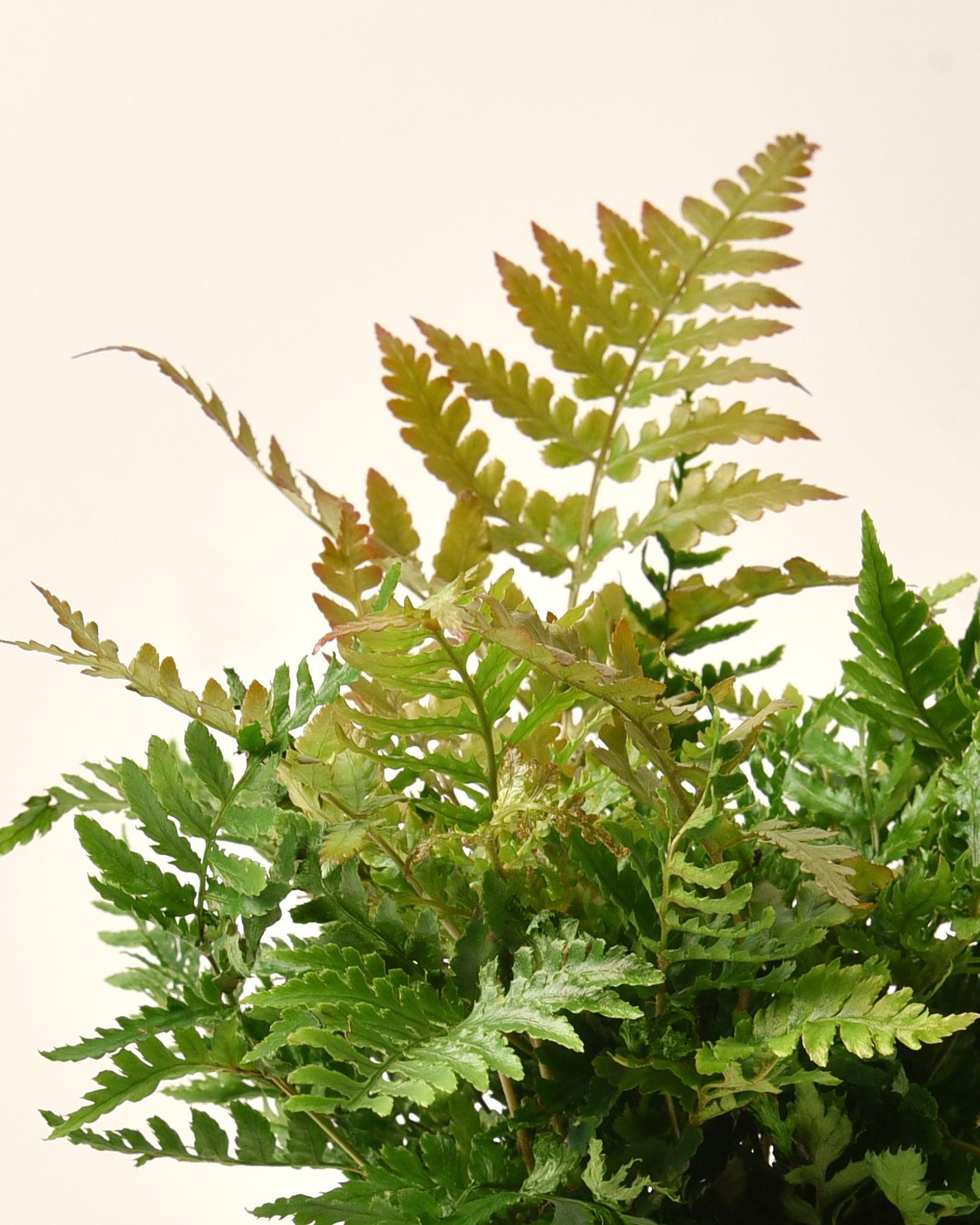 6 in. Autumn Live Fern with Partial Shade in Grower Container - 1 Piece