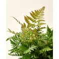 thumbnail image 5 of 6 in. Autumn Live Fern with Partial Shade in Grower Container - 1 Piece, 5 of 6