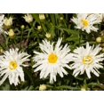 thumbnail image 2 of 100 Seeds| Crazy Daisy (Ox Eye) Seeds - Authentic Seeds~GMO Free~ Seeds~Flower seeds~Vegetable seeds~ Asian Garden~Herb B5G1, 2 of 4
