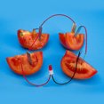 thumbnail image 1 of Educational Learning Toys, Potato Experiments Copper Plates Potato Electricity Experiments Toys Digital Clock  For Children For Daily Use, 1 of 8