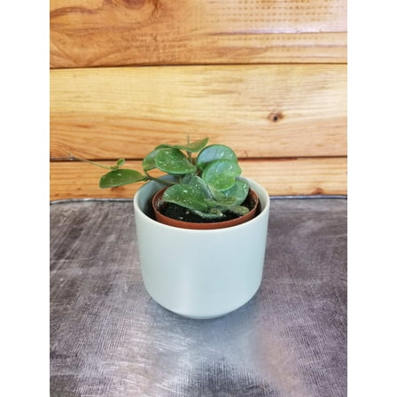 Hoya Mathilde, 2" Plant, The Plant Farm