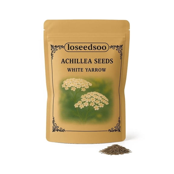 White Yarrow Seeds for Planting – 2g Bulk Pack (12000  Seeds) – Non-GMO Heirloom Wildflower by Loseedsoo – Perennial, Easy to Grow, Pollinator Attractant