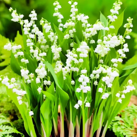 Set of 10 Lily of the Valley Bare Root, Fragrant White Spring Blooms Perennial Ground Cover