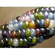 Glass Gem Corn Seeds - 100+ Seeds - Organic USA Grown