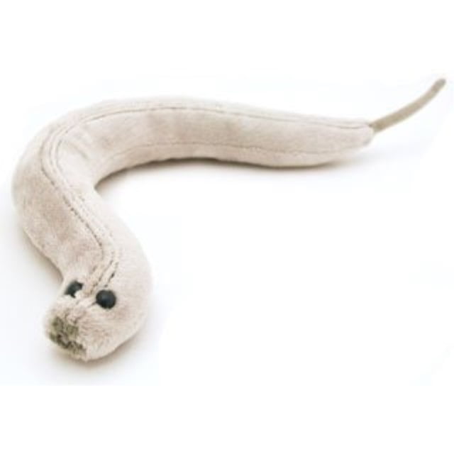 giant microbes c elegans