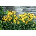 thumbnail image 5 of 2000 BLACK EYED SUSAN Rudbeckia Hirta Yellow Heirloom Native Flower Seeds, 5 of 11