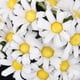 thumbnail image 4 of 100 piezas de cabezas de flores artificiales de margaritas de tela para bodas, fiestas, manualidades a granel, color blanco, 4 of 7