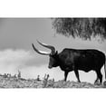 thumbnail image 2 of Texas Picture Archive 18x13 Black Modern Framed Museum Art Print Titled - Longhorn Steer-Texas, 2 of 4