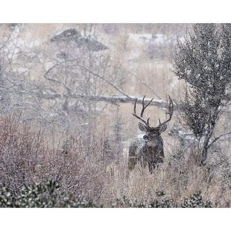 Mule Deer Buck - Steens Mountain Poster Print by Larry McFerrin ...