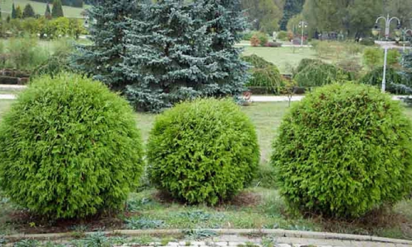 Thuja Little Giant Arborvitae Evergreen Live Shrub in 3-Gallon Grower Pot