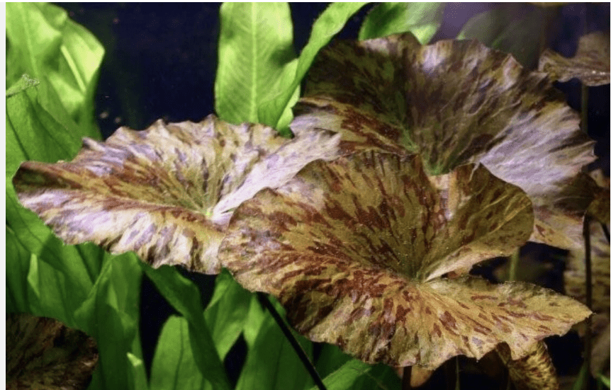 Tiger Lotus (Nymphaea Zenkeri) – Live Aquarium Plant, Red Lily Aquatic Plant for Freshwater Tanks
