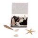 thumbnail image 1 of Colección de Fósiles de Conchas Marinas Naturales Juego para Aprendizaje de Ciencia de Tierra de Niños Sunnimix Colección de muestras de conchas marinas, 1 of 8