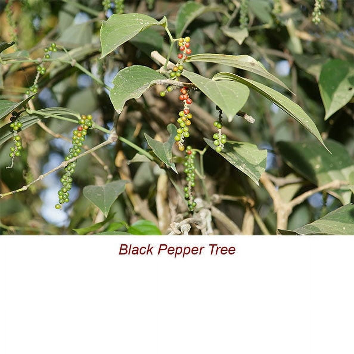 Black Pepper Essential Oil 1 fl oz (30 ml) - 100% Pure and Natural by Silky Scents