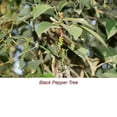 thumbnail image 2 of Black Pepper Essential Oil 10 ml (1/3 fl oz) - 100% Pure and Natural by Silky Scents, 2 of 5