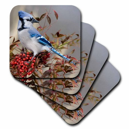

3dRose Blue Jay in Nandina Heavenly Bamboo bush Marion Co. IL Soft Coasters set of 4