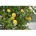 5 YELLOW CLIMBING ROSE Rosa Bush Vine Climber Fragrant Butterfly Flower