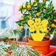 thumbnail image 4 of Trampas para moscas de frutas de 20 piezas, trampas adhesivas para mosquitos de hongos, tablero de insectos de papel amarillo de doble cara para atrapar moscas oso de fresa  Electrónica, 4 of 4