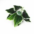 thumbnail image 1 of LEARNEVER 9 Stem Large Variegated Green Artificial Leaf Bundle 33cm Various Plant St, 1 of 1