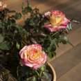 thumbnail image 4 of True Bloom by Altman Plants 'True Sincerity' PP28929 Pink & Yellow Rose Bush, 2 gal Pot, Full Sun, 4 of 8