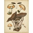 thumbnail image 2 of Furrer, H. 12x14 Gold Ornate Wood Framed with Double Matting Museum Art Print Titled - Antique Mushrooms II, 2 of 4
