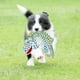 thumbnail image 3 of Plush Toys 3 Pack, Crocodile Plush Dog Toy No Stuffing, Dog Chew Toy for Puppy Medium and Large Dogs Squeak Toys, 3 of 4