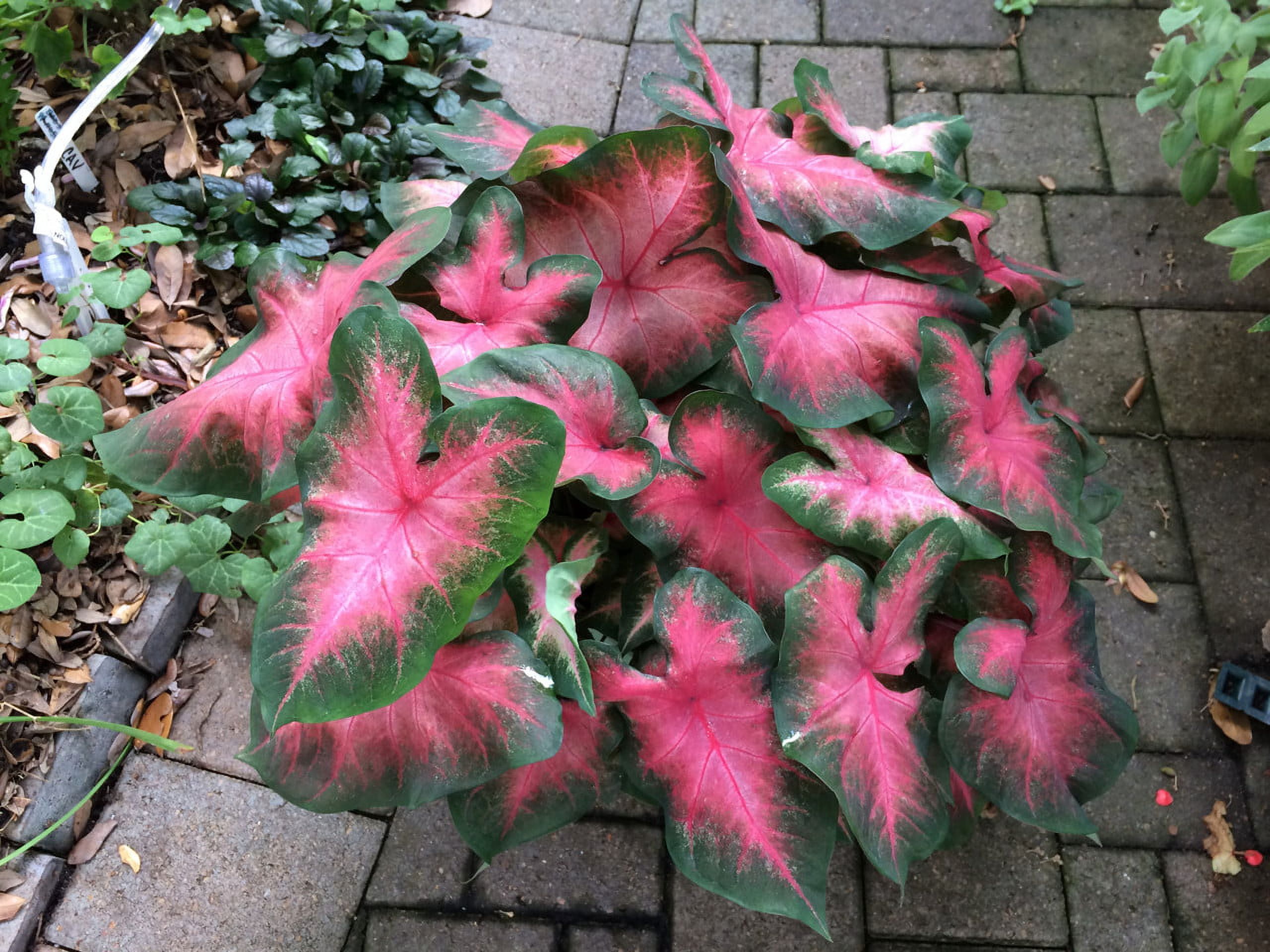 Better Homes & Gardens 1QT Caladium Red Live Plant Annual